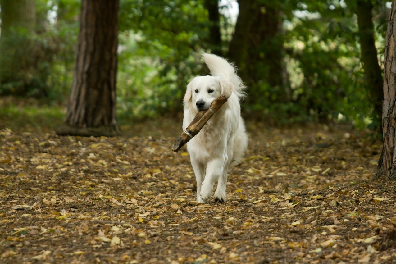 Zlatý Retriever