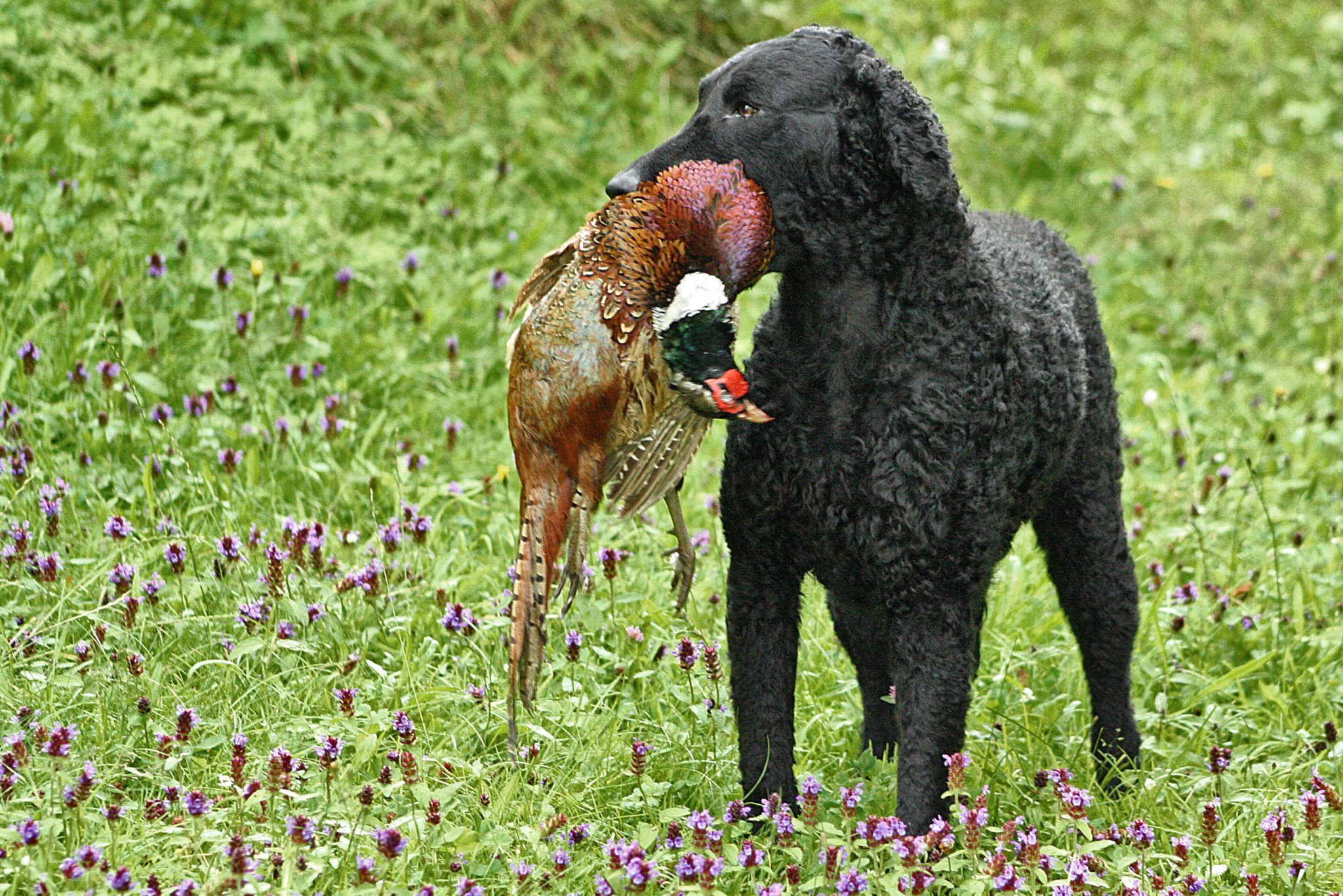 Curly Coated Retriever