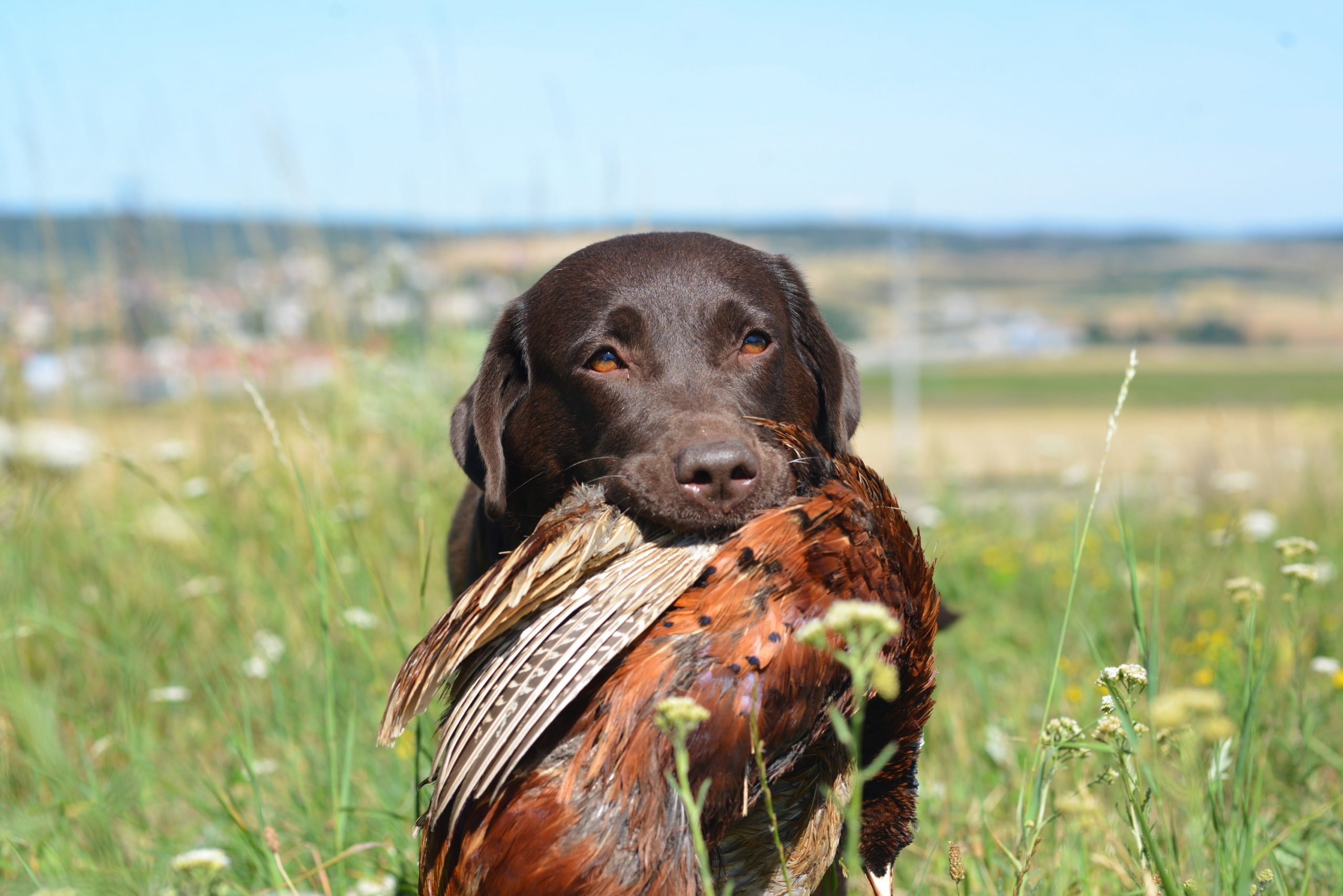 Labrador Retriever