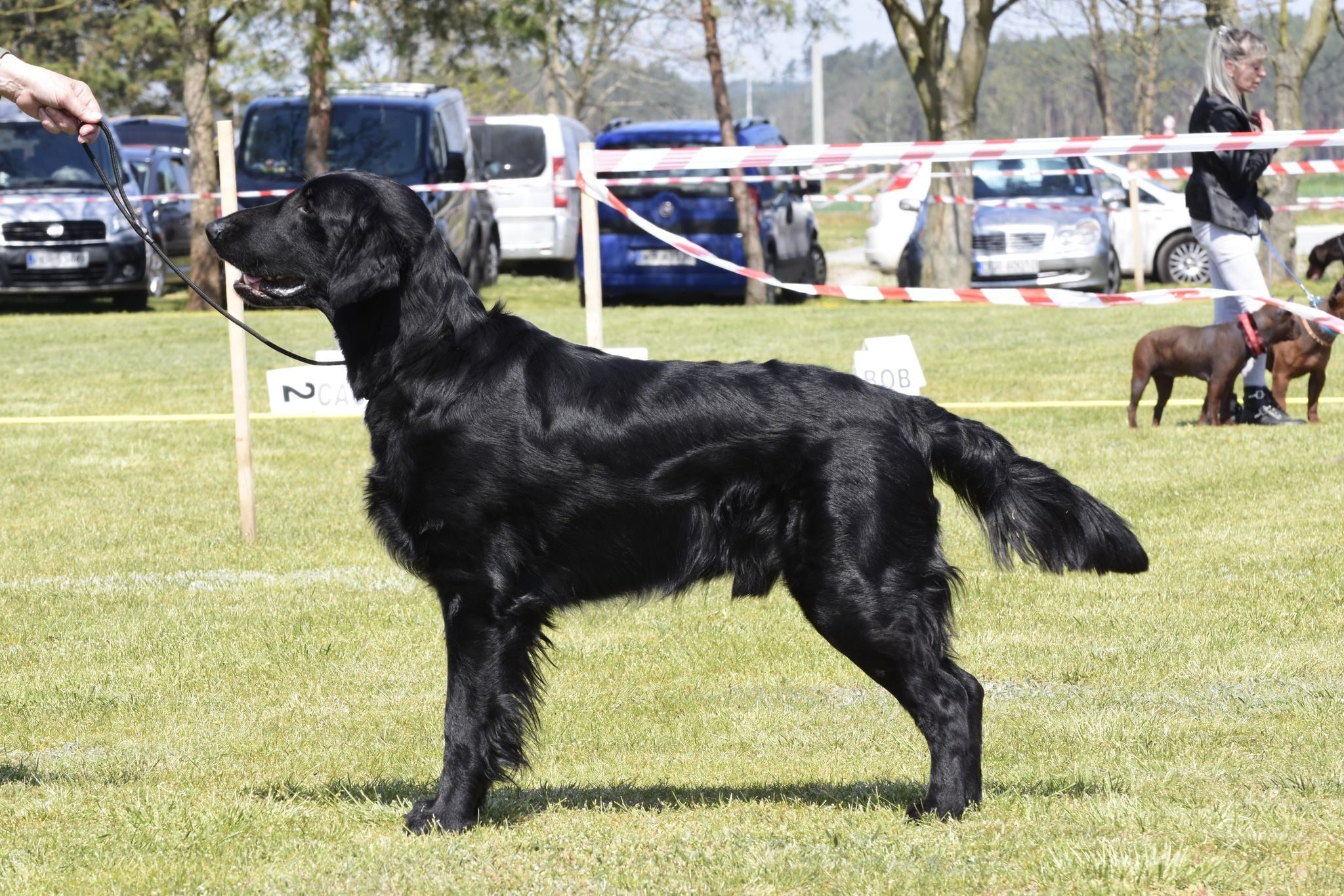 Flat Coated Retriever