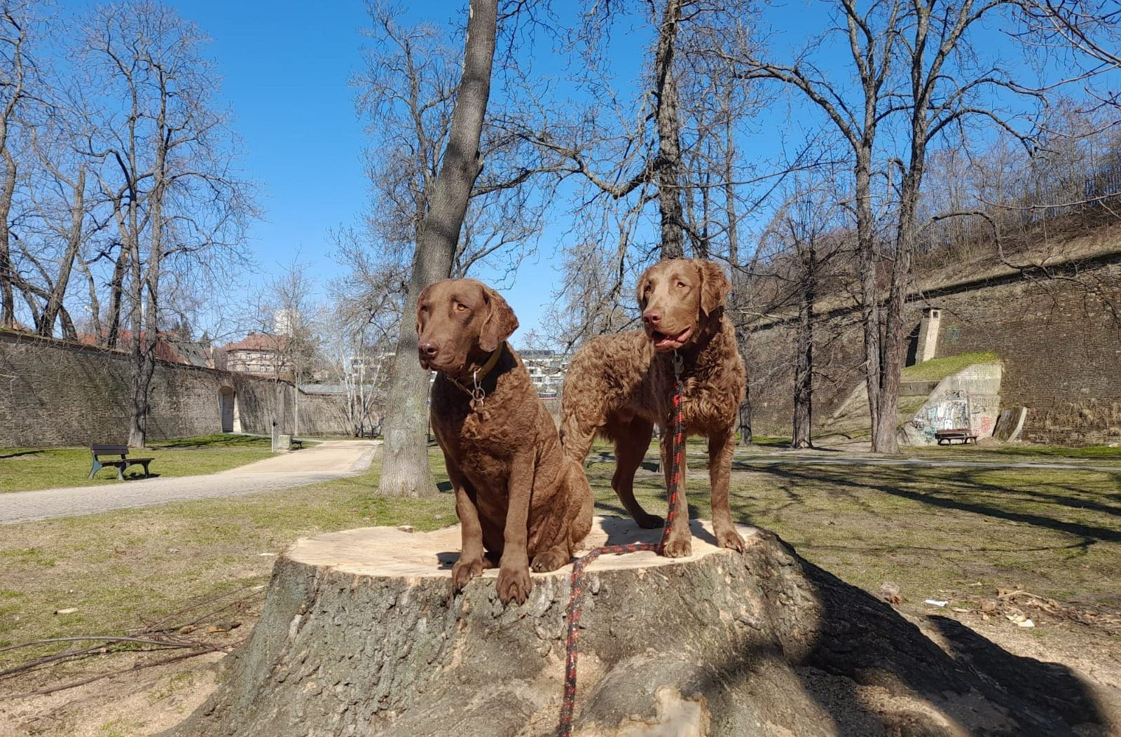 Chesapeake Bay Retriever