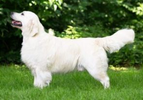 Zlatý Retriever