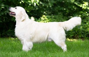 Zlatý Retriever