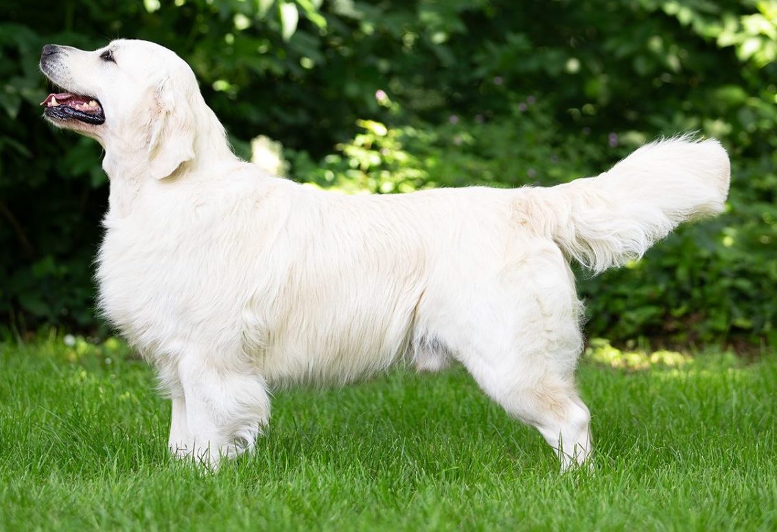 Zlatý Retriever